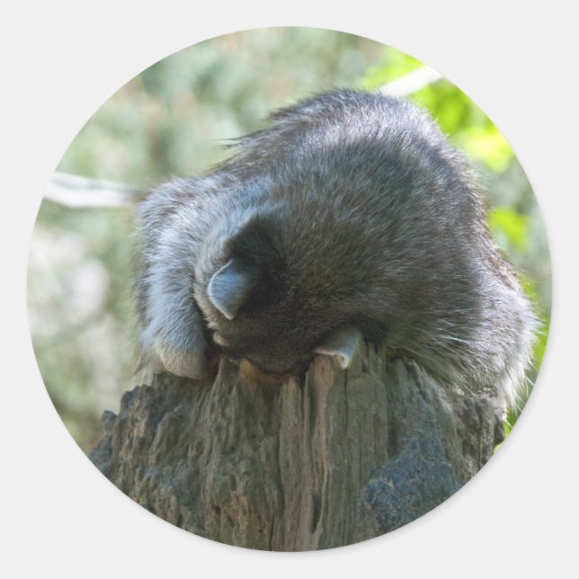 Pegatinas de Mapache Durmiente (Anverso)