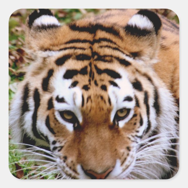 Pegatinas de marcas de tigre (Anverso)