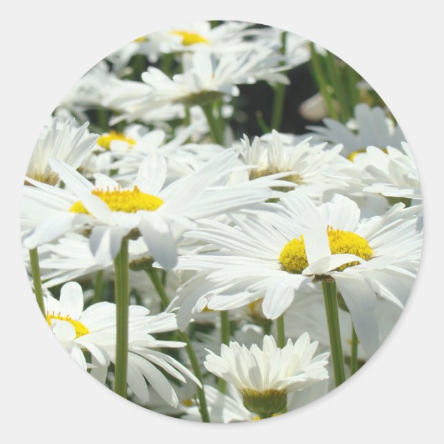 Pegatinas de margaritas personalizadas Flores de m (Anverso)