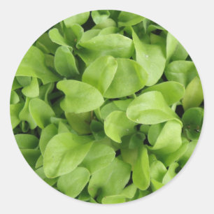 Pegatinas de Marigold Seedlings