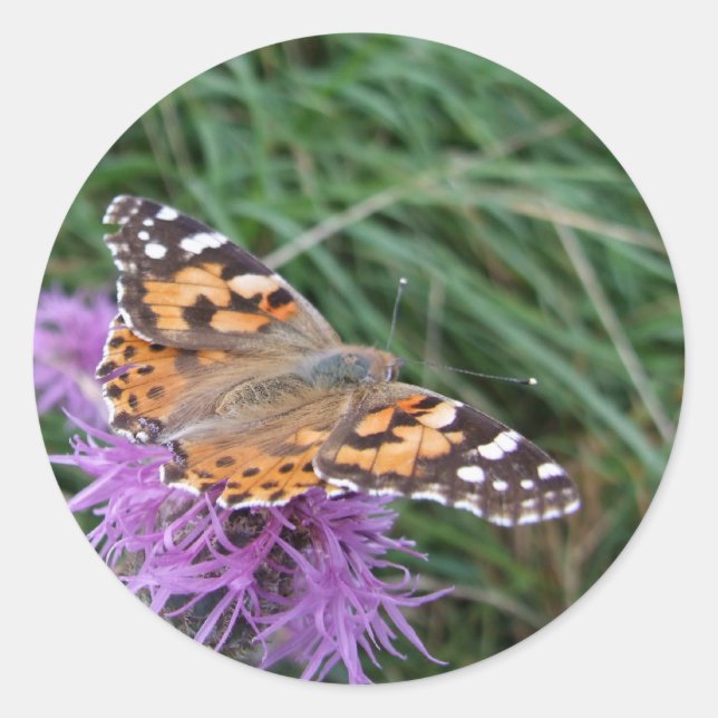 Pegatinas de mariposa (Anverso)