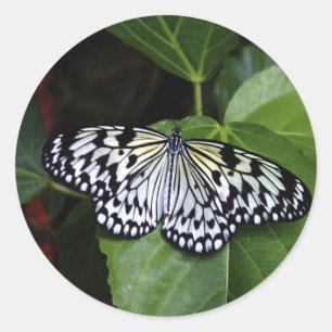 Pegatinas de mariposa blanca