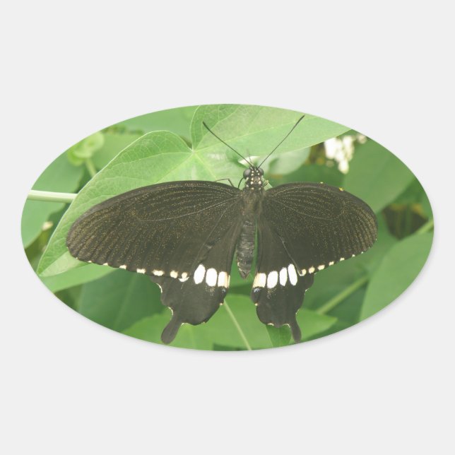 Pegatinas de mariposa morena comunes (Anverso)
