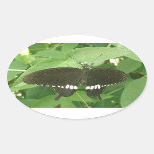 Pegatinas de mariposa morena comunes