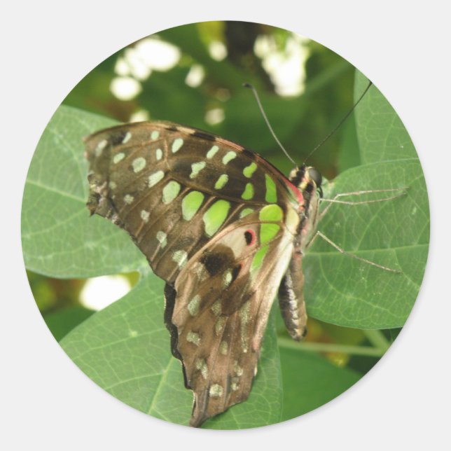 Pegatinas de mariposa verde irlandeses tropicales (Anverso)