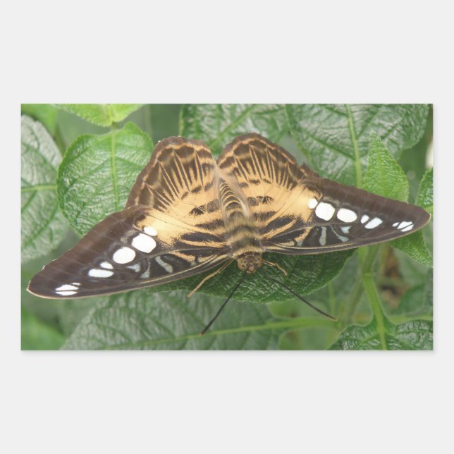 Pegatinas de mariposas alpinas tropicales bonitos (Anverso)