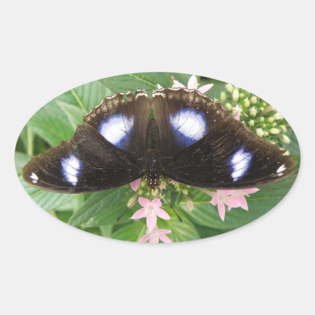 Pegatinas de mariposas con manchas azules (Anverso)