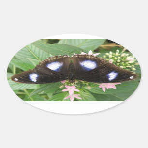 Pegatinas de mariposas con manchas azules