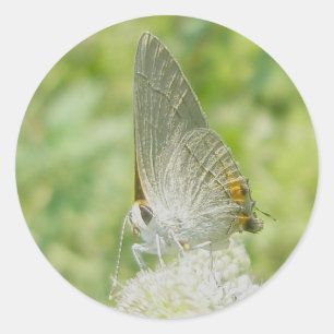 Pegatinas de mariposas Gray Hairstreak