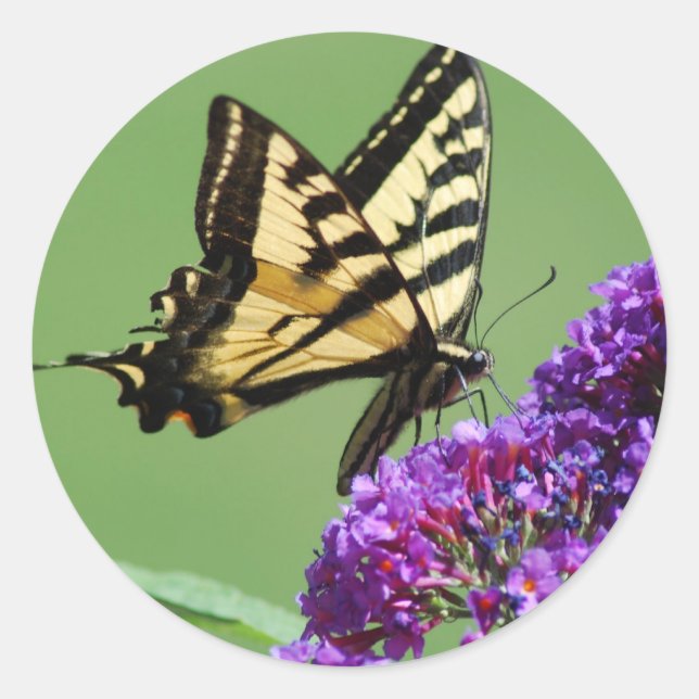 Pegatinas de mariposas ocupadas (Anverso)