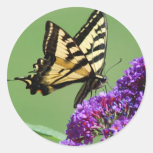 Pegatinas de mariposas ocupadas