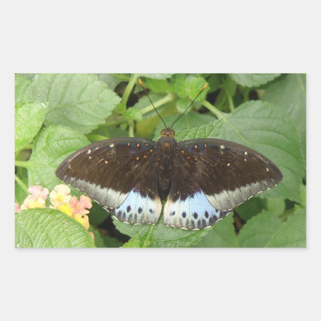Pegatinas de mariposas tropicales bonitos (Anverso)