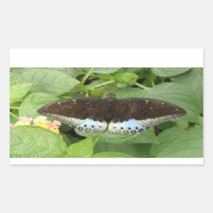 Pegatinas de mariposas tropicales bonitos