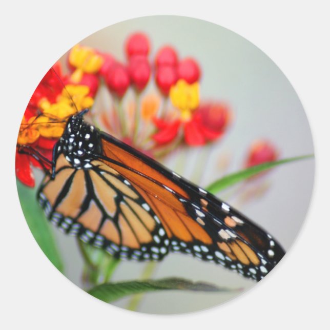 Pegatinas de mariposas y flores (Anverso)