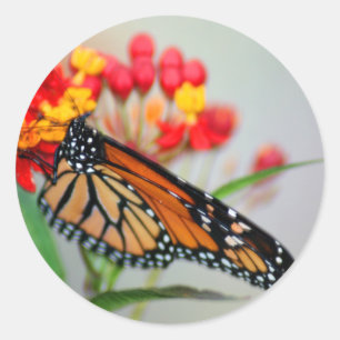 Pegatinas de mariposas y flores