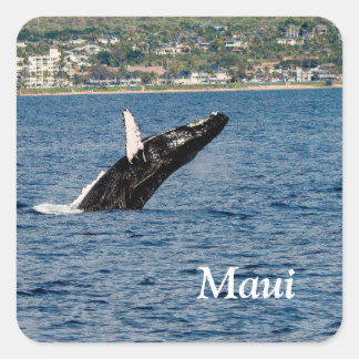 Pegatinas de Maui por violación de ballenas joroba
