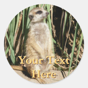 Pegatinas de Meerkat