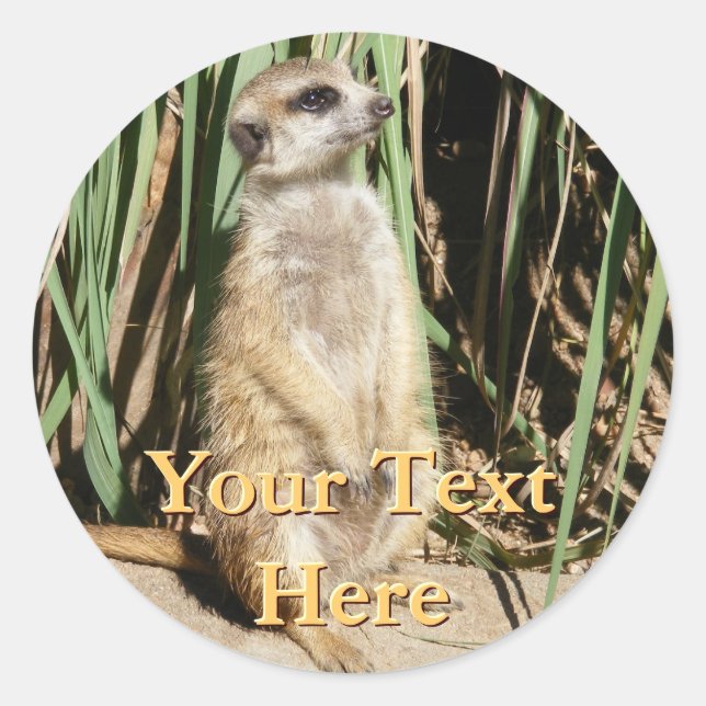 Pegatinas de Meerkat (Anverso)