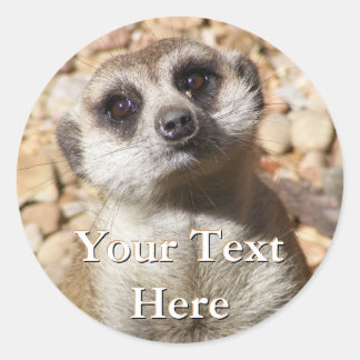 Pegatinas de Meerkat