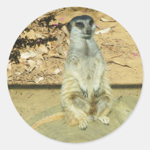 Pegatinas de Meerkat #1