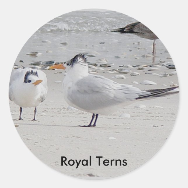 Pegatinas de mendicidad para bebé de Royal Tern (Anverso)