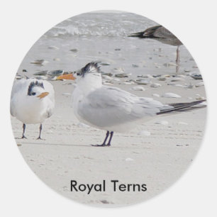 Pegatinas de mendicidad para bebé de Royal Tern