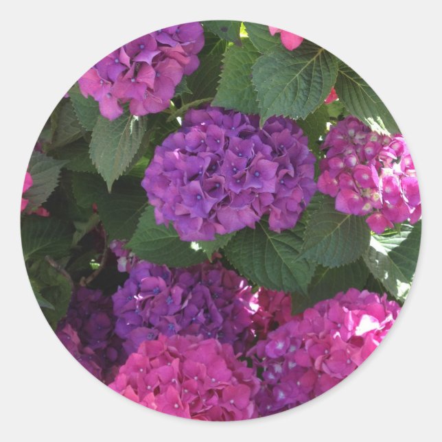 Pegatinas de morado y magenta Hydrangea (Anverso)
