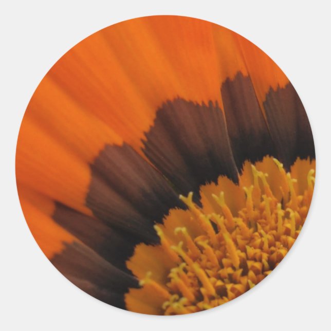 Pegatinas de naranja Gazania (Anverso)