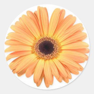 Pegatinas de naranja Gerbera