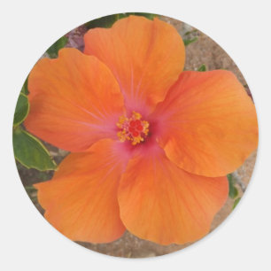 pegatinas de naranja Hibiscus