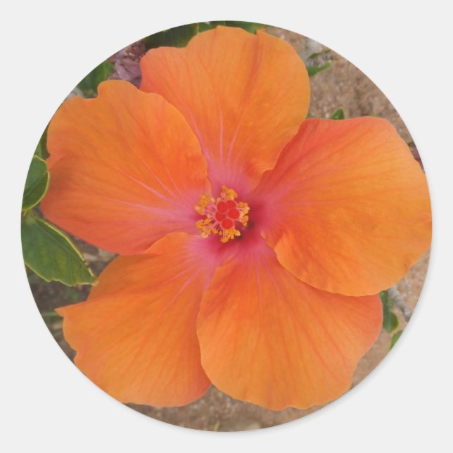 pegatinas de naranja Hibiscus (Anverso)