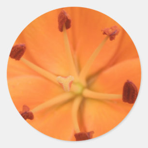 Pegatinas de naranja Lily Floral