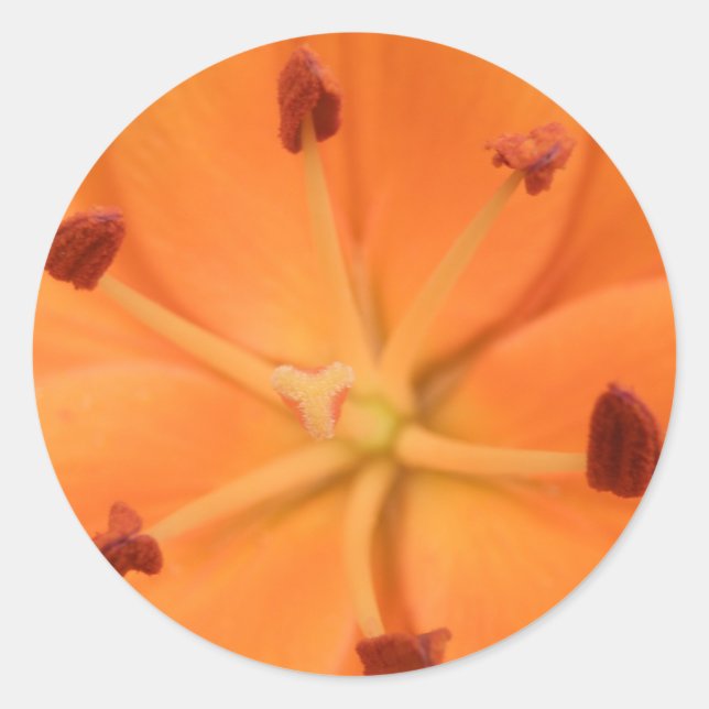 Pegatinas de naranja Lily Floral (Anverso)
