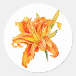 Pegatinas de naranjas florales de Daylily Hemeroca