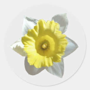 Pegatinas de Narciso Blanco