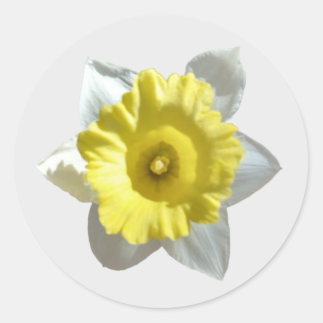 Pegatinas de Narciso Blanco (Anverso)