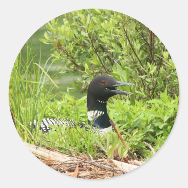 Pegatinas de Nesting Loon (Anverso)