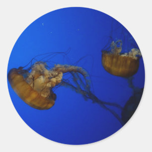 Pegatinas de Nettle Jellyfish del Mar del Pacífico