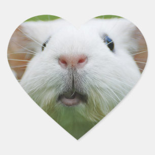 Pegatinas de Nibbler