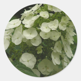 Pegatinas de Oakleaf Hydrangea (Hydrangea quercifo
