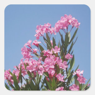 Pegatinas de Oleander Flower