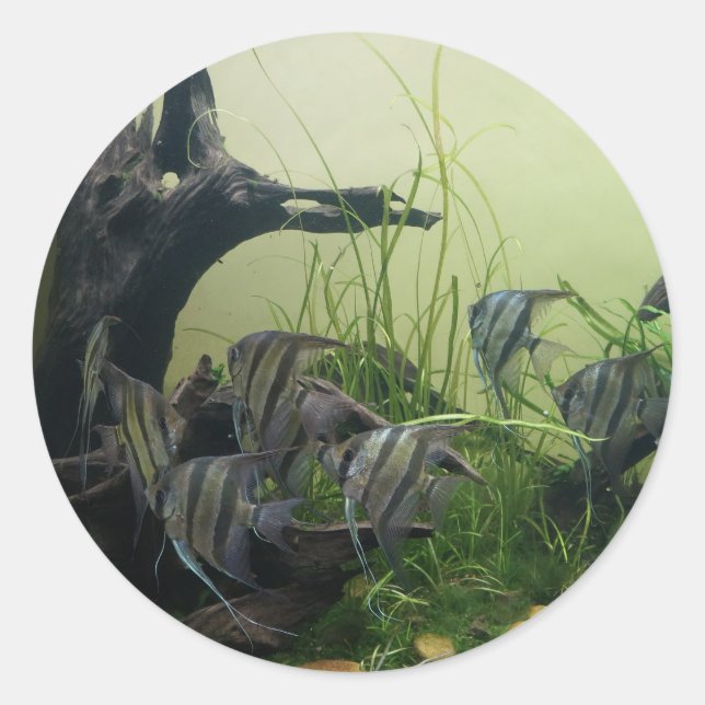 Pegatinas de Orinoco Angelfish (Anverso)