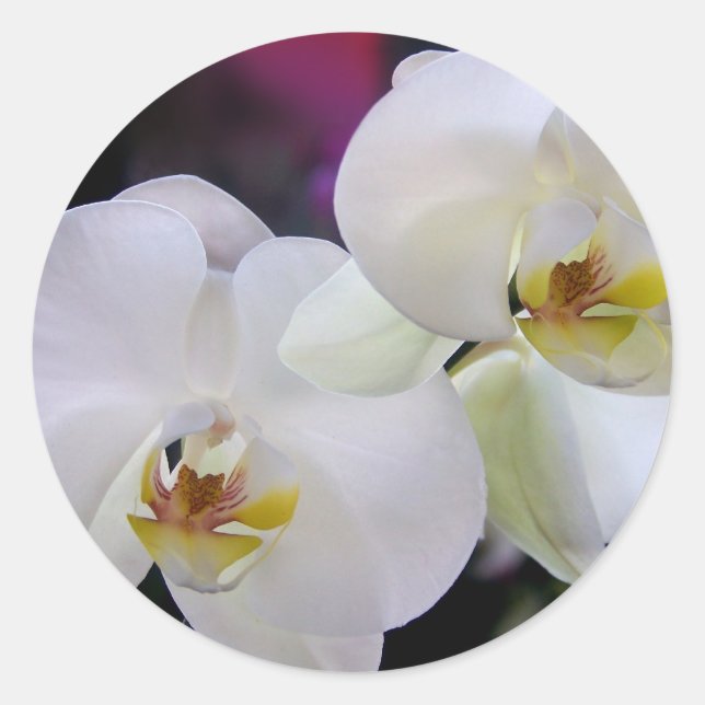 Pegatinas de orquídeas (Anverso)