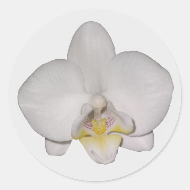 Pegatinas de orquídeas blancas (Anverso)