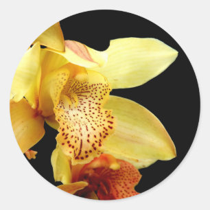 Pegatinas de orquídeas de cimbidio amarillo pálido