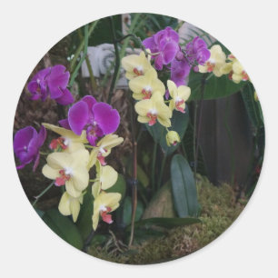 Pegatinas de orquídeas moradas y amarillas