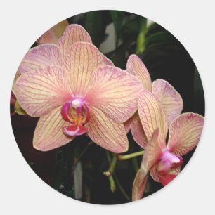 Pegatinas de orquídeas rosas