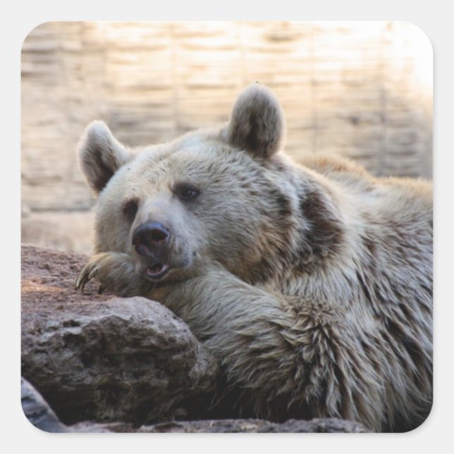 Pegatinas de oso diurno (Anverso)