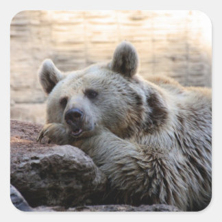 Pegatinas de oso diurno