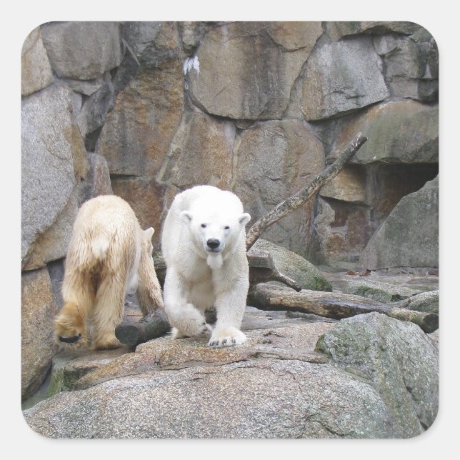PEGATINAS DE OSO POLAR (Anverso)